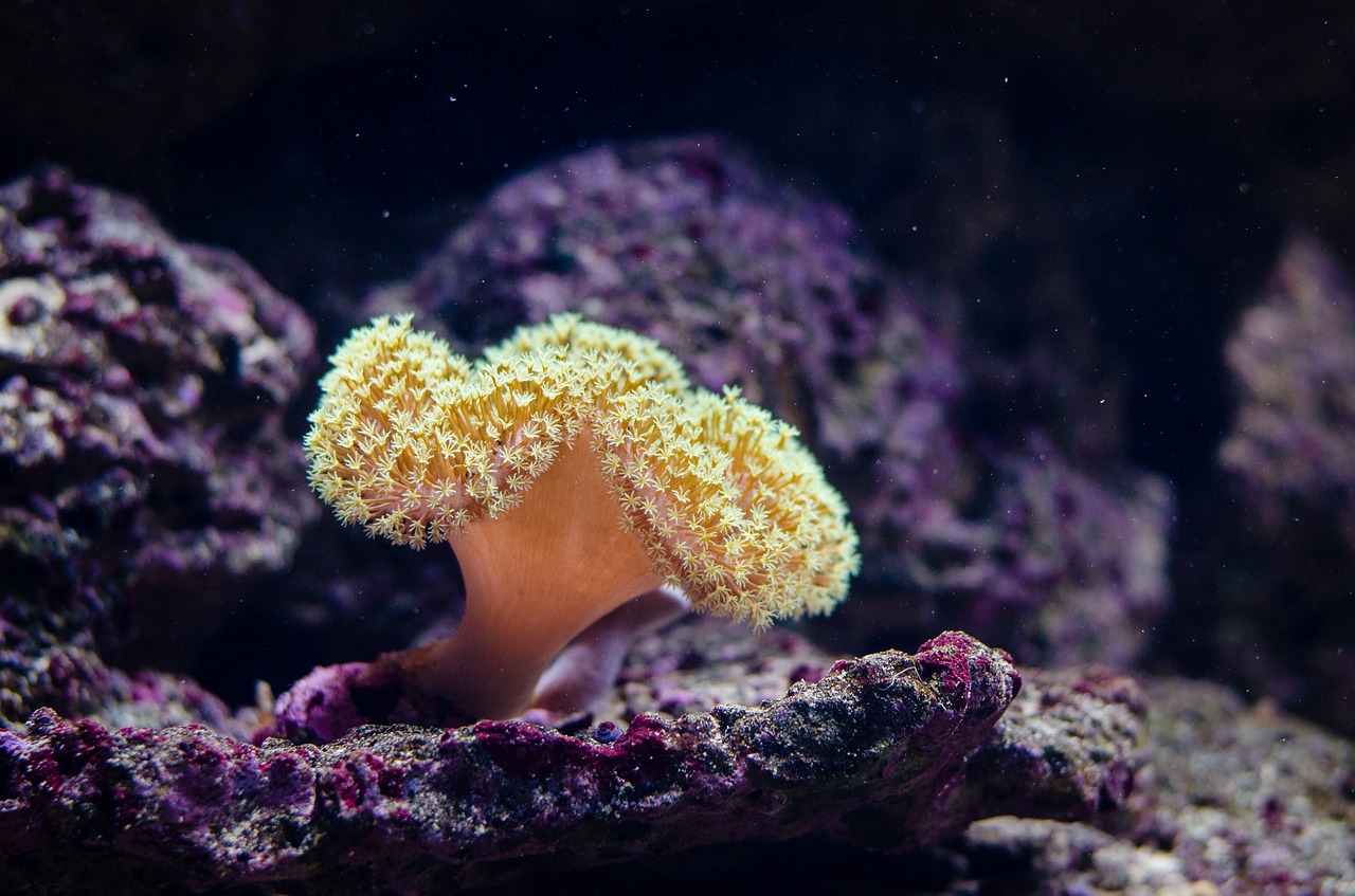 Jakie koralowce wprowadzić do akwarium?